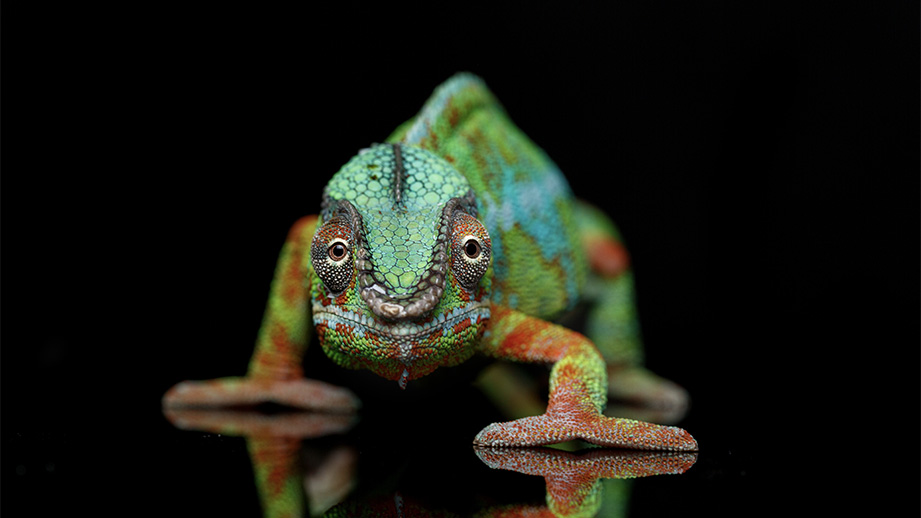 Featured Image Chameleon